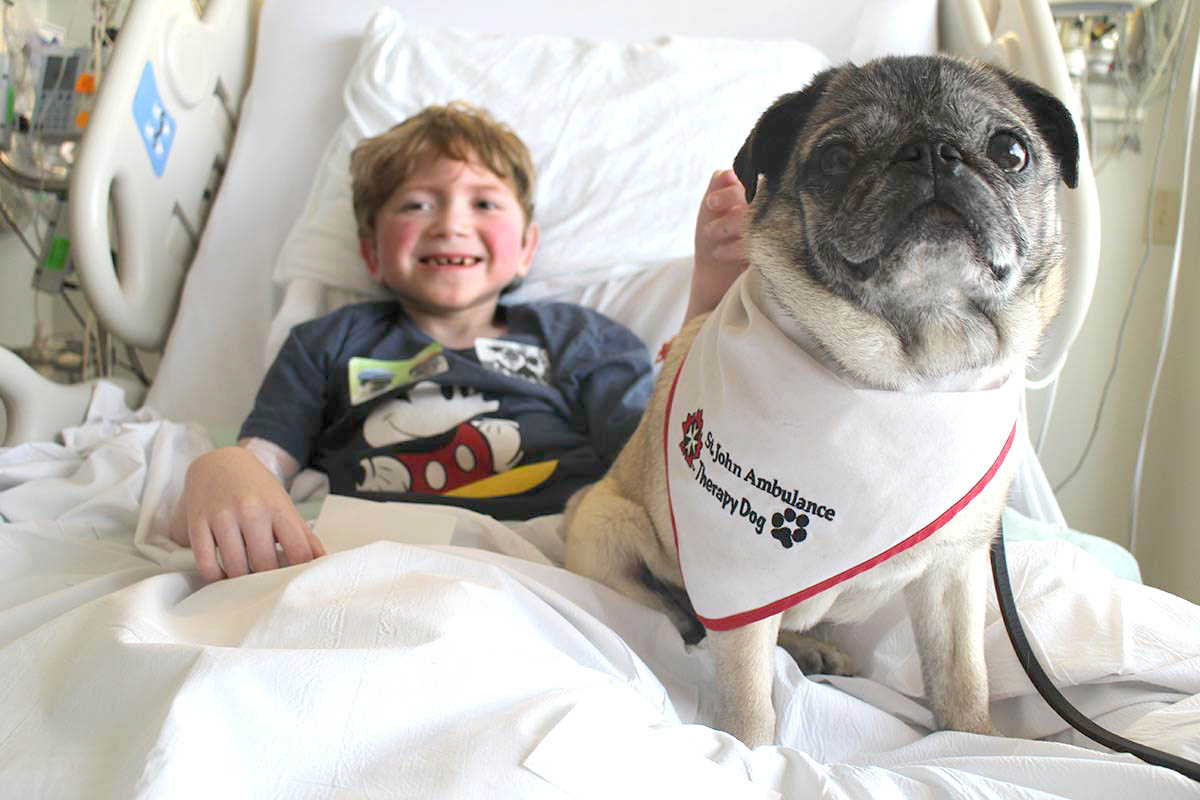 A little boy in a hospital bed with a therapy dog.