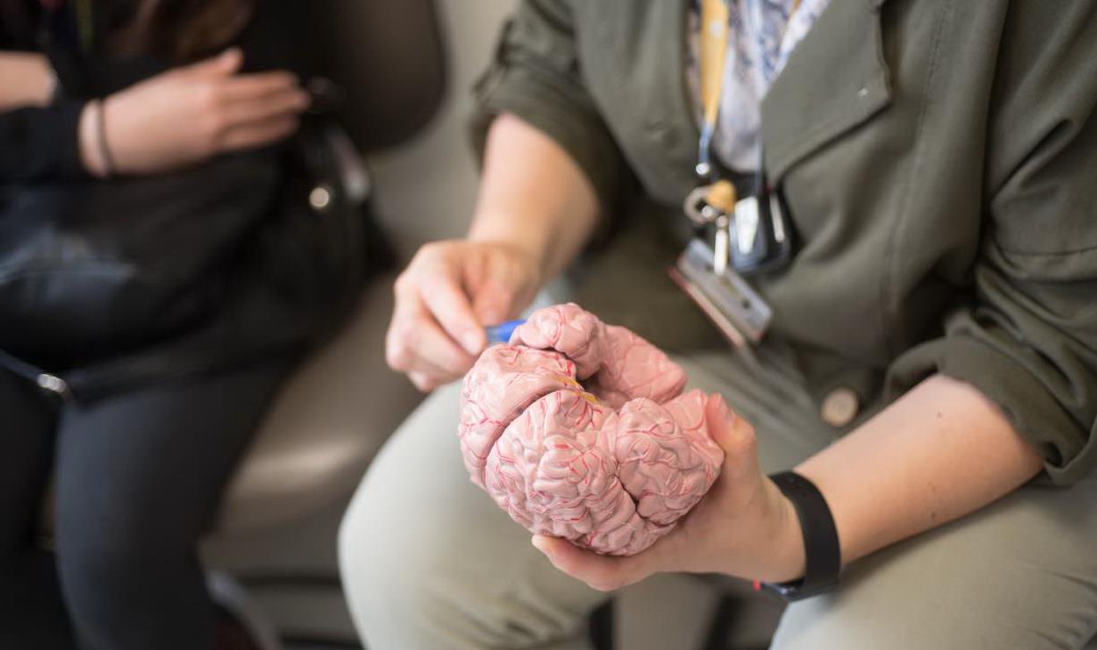 Clinician points to a model of the brain