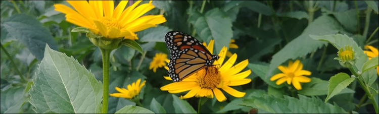 Monarch on a Black-eyed Susan flower