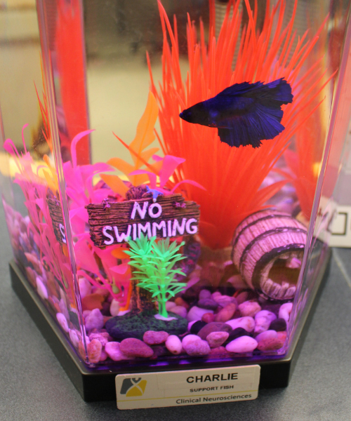 A Siamese fighting ‘support’ fish named Charlie at the nursing station in the UH’s Clinical Neurological Sciences (CNS) Inpatient Unit in recognition of the contributions of Dr. Charles Drake in advancing neurological care.