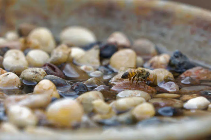 Bee drinking water from small pebbles
