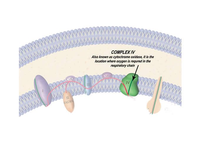 Complex 4, also known as cytochrome oxidase, it is the location where oxygen is required in the respiratory chain