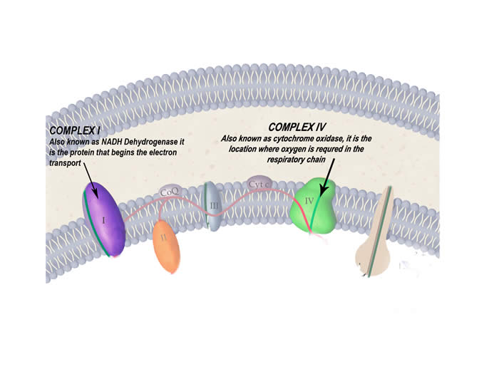 Complex 1, also known as NADH dehydrogenase, it is the protien that begins the electron transport. Complex 4, also known as cytochrome oxidase, it is the location where oxygen is required in the respiratory chain