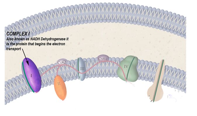 Complex 1 also known as NADH dehydrogenase it is the protein that begins the electron transport