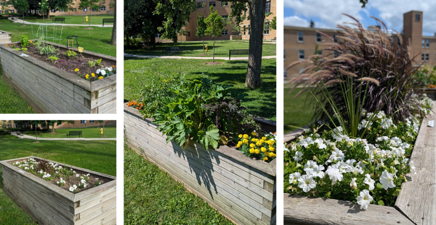 o Top Left: Executive Partners garden box after initial planting of plugs. Bottom Left: E1 Ortho Outpatient Clinic after initial planting. Middle: Executive Partners flowers and other plants blooming in August. Right: E1 Ortho Outpatient Clinic in August after grasses and white flowers have grown significantly.
