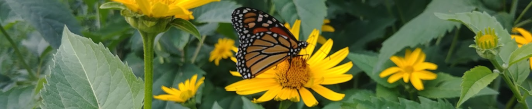 Monarch butterfly landing on a yellow flower