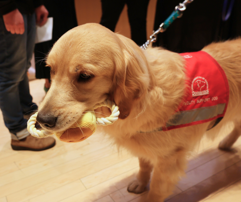 dog holds a stuffed toy trophy