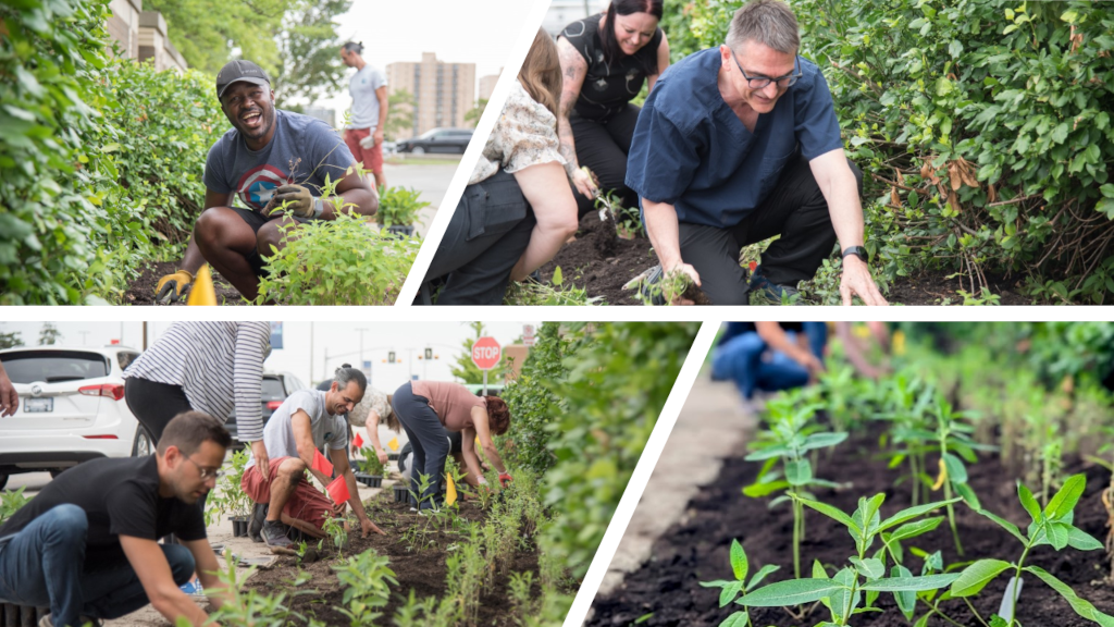 Collage of LHSC Green Team and staff members planting native pollinator plants.