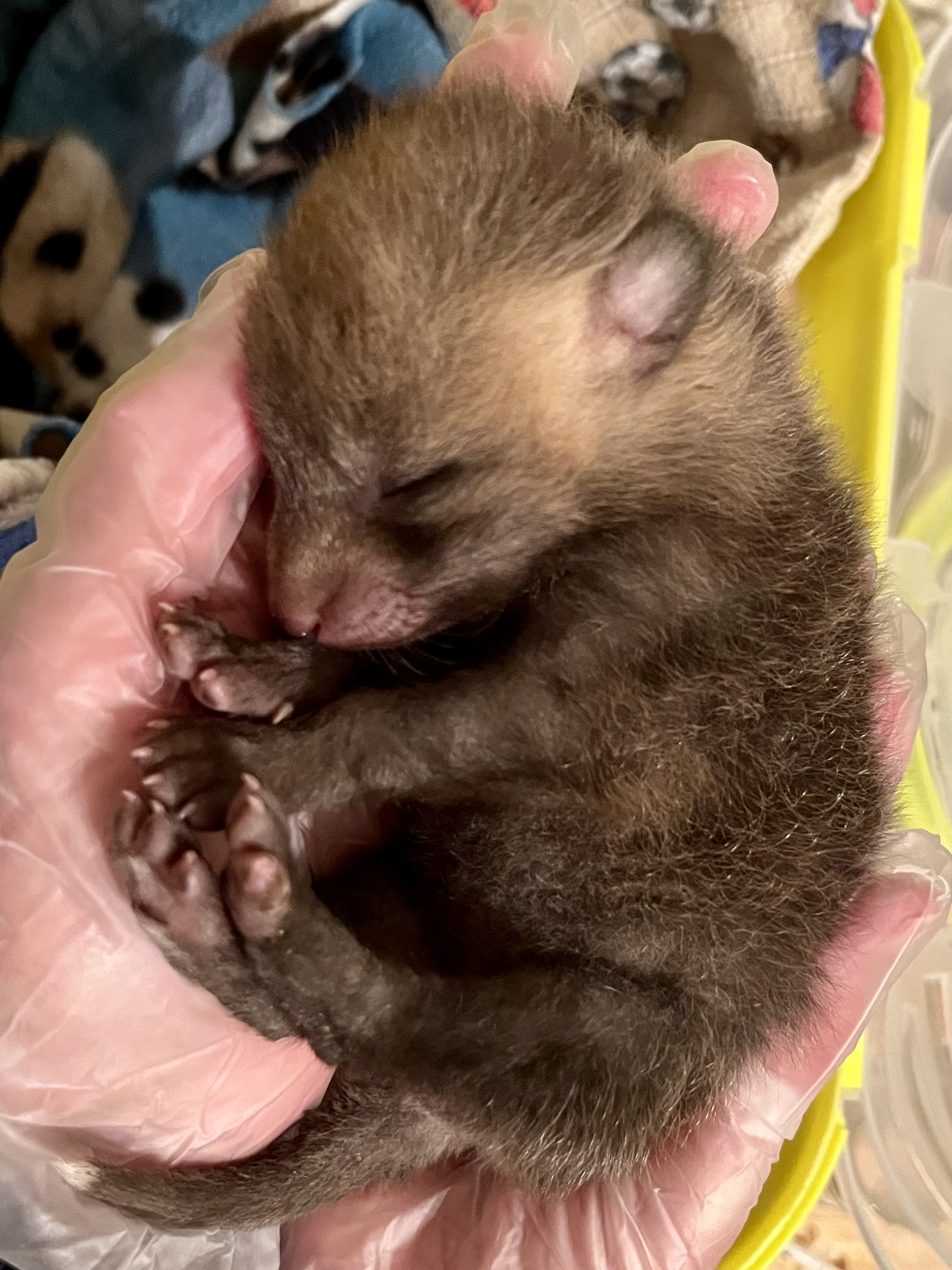 A tiny newborn red fox is cradled in gloved hands. The animal’s eyes are closed, and it has sparse fur. A patterned blanket is visible in the background.