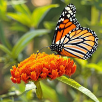 Butterfly on butterfly milkweed flower