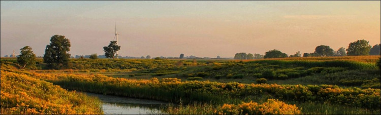 A naturalized field in the countryside with a wind turbine visible off in the distance. Image courtesy of Natural Visions Photography.