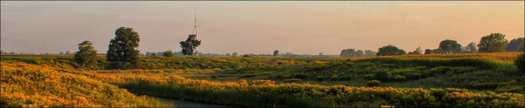 Field of natural flowering plants during a sunset with a single wind turbine off in the distance.