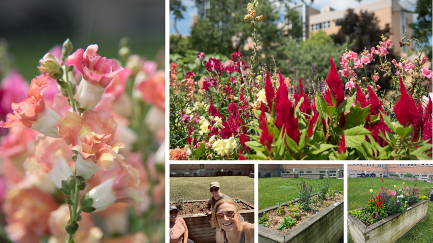 Care team's garden box as it transitioned over the season and closeups of some of their flowers. Left: Close-up of roses. Top: picture of red flowers. Bottom left: Team members after initial planting. Bottom Middle: Early July photograph of plants growing. Bottom Right: Start of August photograph of flowers blooming with lots of colours.