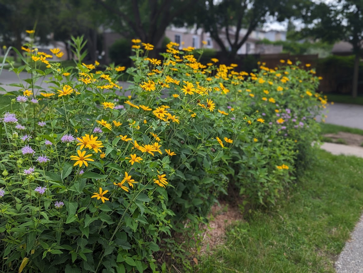 Home pollinator garden with yellow and purple flowers in bloom