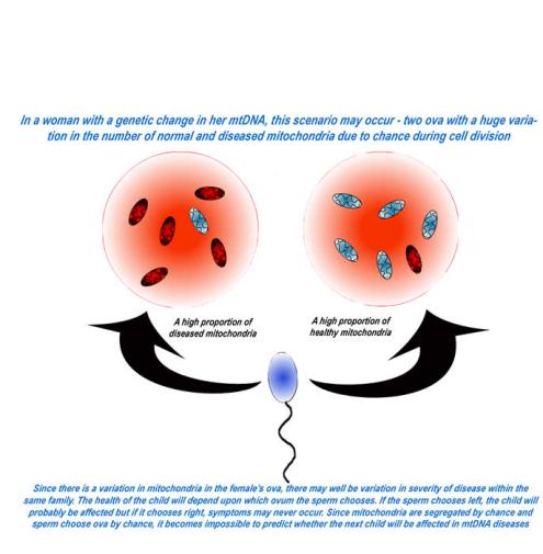 A diagram shows a sperm choosing a female's ova. One ova has many diseased mitochondria, and one few diseased mitochondria. The diagram reads "in a woman with a genetic change in her mtDNA, this scenario may occur - two ova with a huge variation in the number of normal and diseased mitochondria due to chance during cell division. Since there is a variation in mitochondria in the female's ova, there may well be variation in severity of disease within the same family. The health of the child will depend upon which ovum the sperm chooses. If the sperm chooses left, the child will probably be affected but if it chooses right, the symptoms may never occur. Sunce mitochondria are segregated by chance and sperm choose ova by chance, it becomes impossible to predict whether the next child will be affected in mtDNA diseases