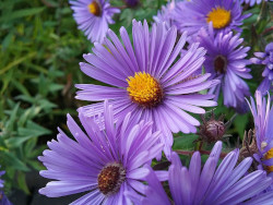 New England Aster flower