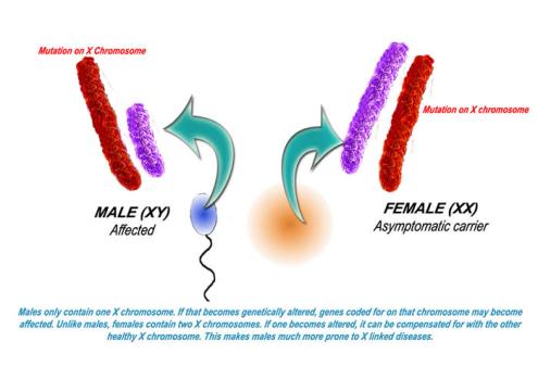 Diagram showing mutation on the X chromosome. The diagram reads "males only contain one X chromosome. If that becomes genetically altered, genes coded for on that chromosome may become affected. Unlike males, females contain two X chromosomes. If one becomes altered, it can be compensated for with the other healthy X chromosome. This makes males much more prone to X linked diseased