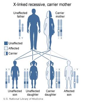 Cross linked recessive carrier mother outcomes