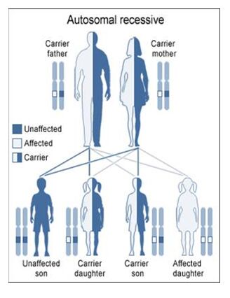 An example of autosomal recessive inheritance is shown wherein a carrier father and mother will create an affected carrier child in one in four cases, and three out of four carrier children