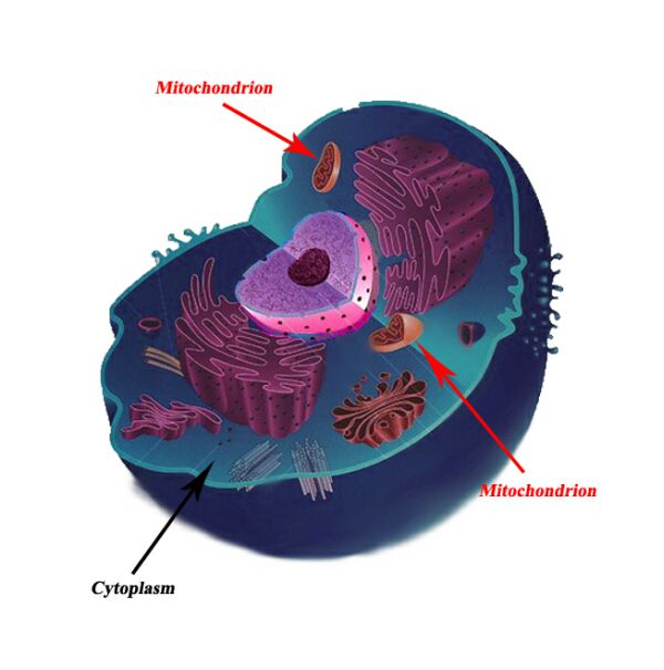 Mitochondrion are shown suspended in the cytoplasm of a cell