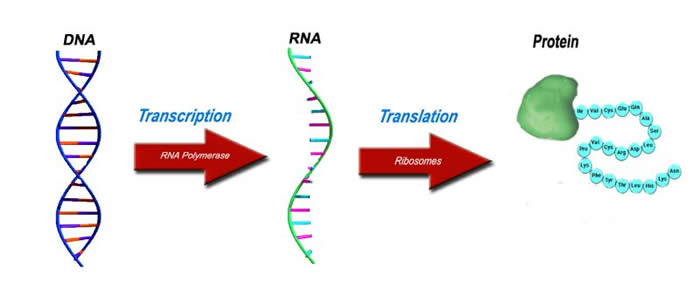 A diagram showing the central dogma of biology, or DNA transcribing to RNA, and then being translated to protien via ribosomes