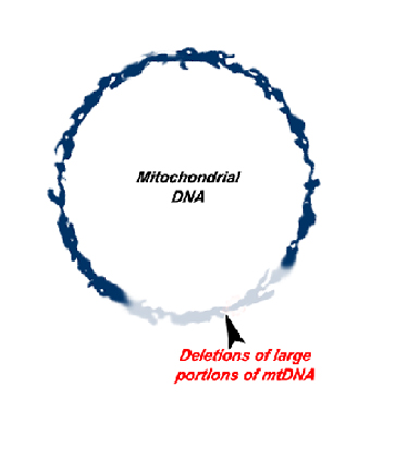 Mitochondrial DNA is represented as a circle with a large portion of the bottom right of the circle missing. The missing area is labelled "deletions of large portions of mtDNA"