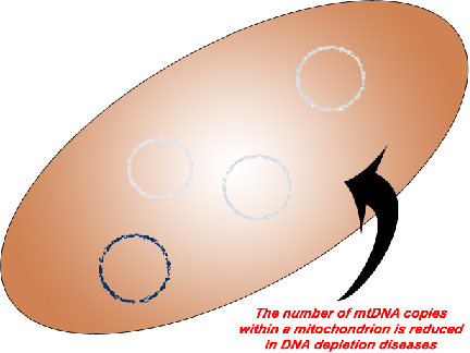 Diagram reads "The number of mtDNA copies within a mitochondrion is reduced in DNA depletion diseases