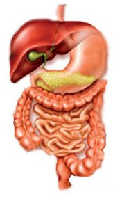 Digestive Tract