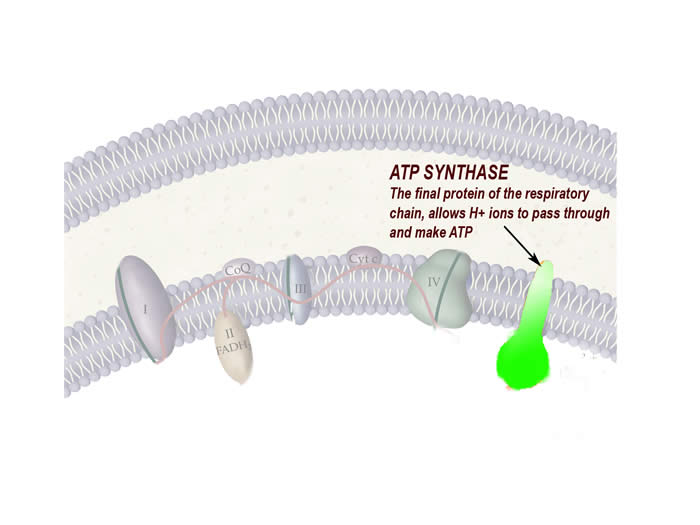 ATP Synthase, the final protein of the respiratory chain, allows H+ ions to pass through and make ATP