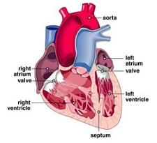 Image of the human heart