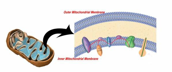The inner mitochondrial membrane is shown to house the energy producing function