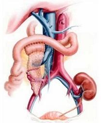 Diagram of the human pancreas