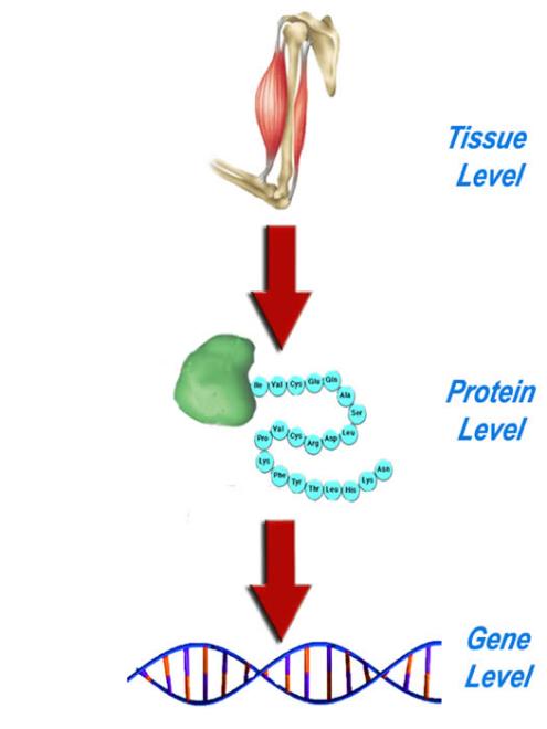 Diagram of tissue level above protein level above gene level