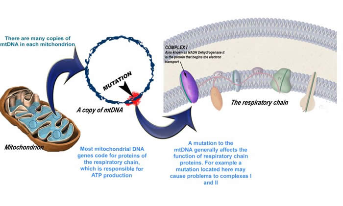 A diagram of mutating mitochondria reads, there are many copies of mtDNA in each mitochondrion. Most mitochondrial DNA genes code for proteins of the respiratory chain, which is responsible for ATP productions. Finally, a mutation to the mtDNA generally affects the function of respiratory chain proteins. For example, a mutation located here may cause problems to complexes 1 and 2.