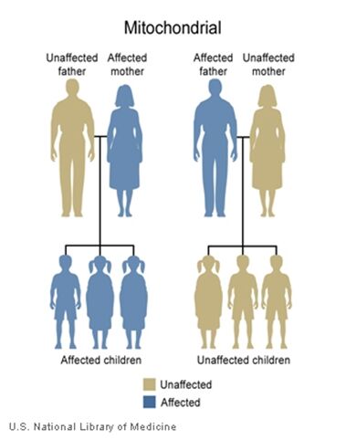 Mitochondrial Inheritance is displayed with two diagrams. Two families are shown. One with an affected mother and one with an unaffected mother. The family with the affected mother has three affected children whereas the unaffected mother has three unaffected children.
