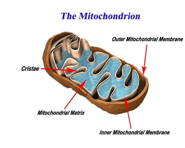 A diagram of the mitochondrion is shown. The outer and inner mitochondrial membrane, mitochondrial matrix, and cristae are labelled