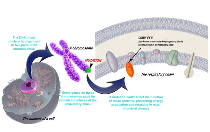 A diagram reads, the DNA in our nucleus is organized in two pairs of 23 chromosomes, some genes on these chromosomes code for protein complexes of the respiratory chain. Finally, a mutation could affect the function of these proteins, preventing energy production and resulting in mitochondrial disease