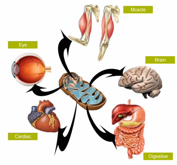 Mitochondria lays in the center of body parts including the muscle, brain, digestive system, cardiac system, and eyes