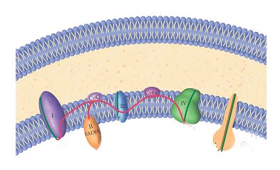 The steps of the respiratory chain