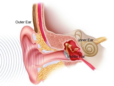 Diagram of the inner and outer ear