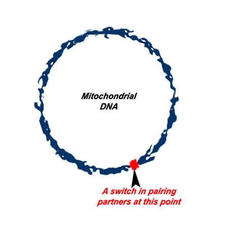 A mitochondrial DNA circle has a point in its bottom right hand corner labelled "a switch in pairing partners at this point"