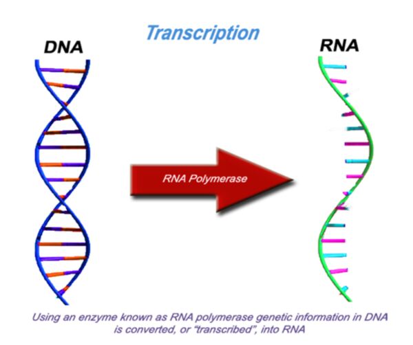 The process of transcription of DNA to RNA using an enzyme known as RNA polymerase