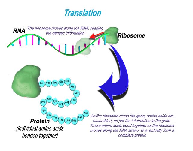 Translation of the Ribosome moving along the RNA, reading genetic information. As the ribosome reads the gene, amino acids are assembled, as per the information in the gene. These amino acids bond together as the ribosome moves along the RNA strand, to eventually form a complete protien