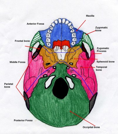 Basal Skull Fractures Lhsc