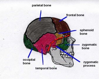 basilar fracture