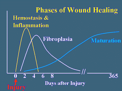 Phases of wound healing
