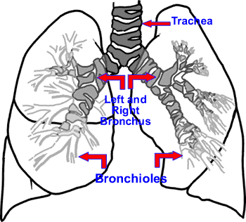 Diagram of Airways