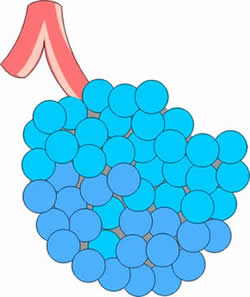 Alveoli