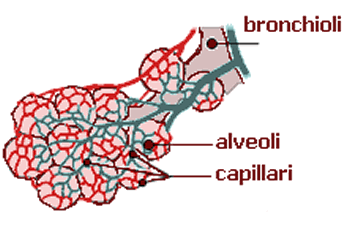 Bronchioli, alveoli and capillaries of lung.