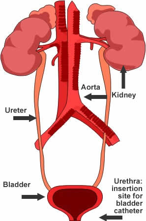 Bladder